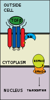 R-SMAD-coSMAD complex enters nucleus