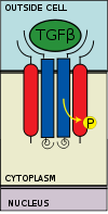 Type II receptor recruits type I receptor and phosphorylates