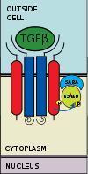 Type I receptor phosphorylates  R-SMAD