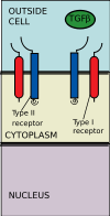 TGF Beta ligand binds to receptor