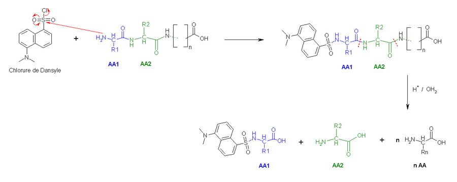 Chlorure Dansyle.PNG