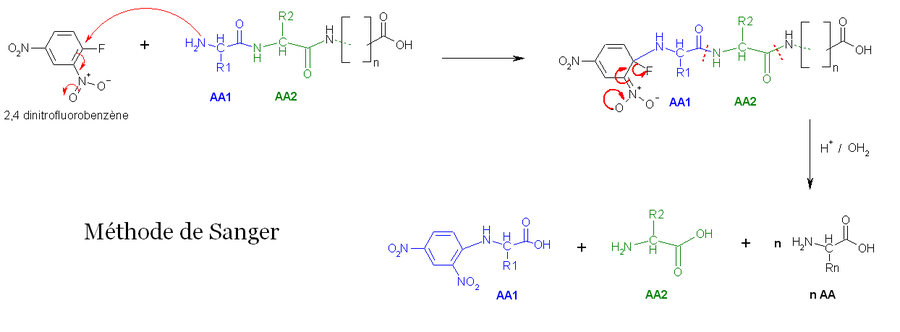 Methode Sanger.png