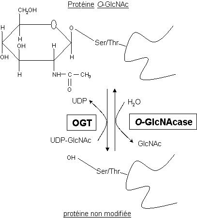 O-GlcNAc.jpg